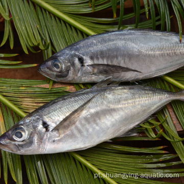 Mackerel Frozen Horsel Fish inteiro Preço competitivo